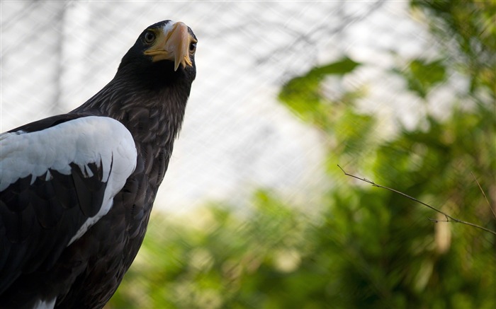 cage ailes d'aigle bec-animalière naturel Fond d'écran Vues:9888