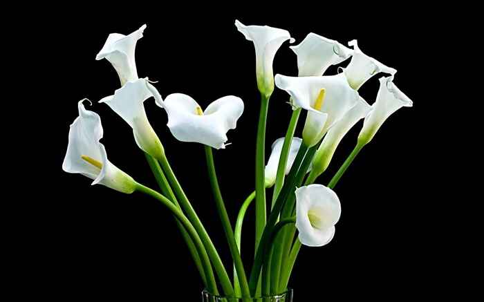 calla bouquet branco-flores fotografia HD papel de parede Visualizações:17674