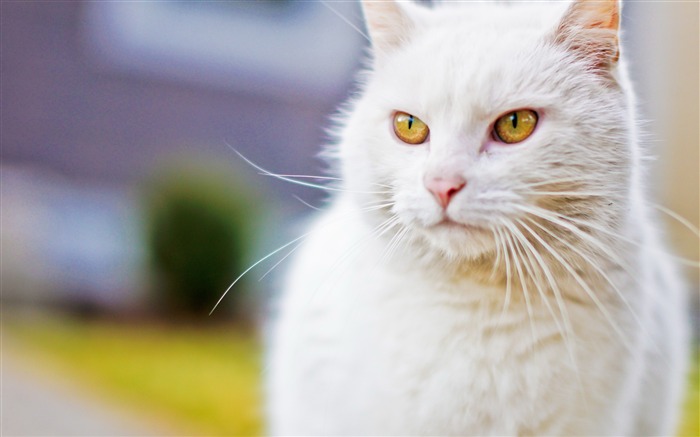 cat white face eyes-Natural animal Wallpaper Views:9616 Date:2013/3/21 11:06:50