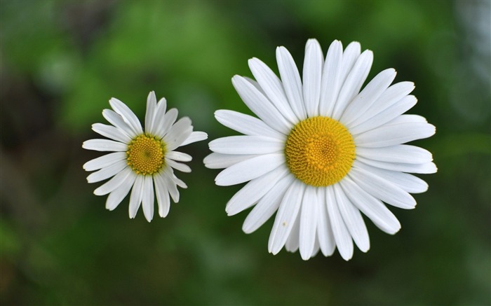 カモミールの小さな花-植物の花マクロ壁紙 ブラウズ:32430