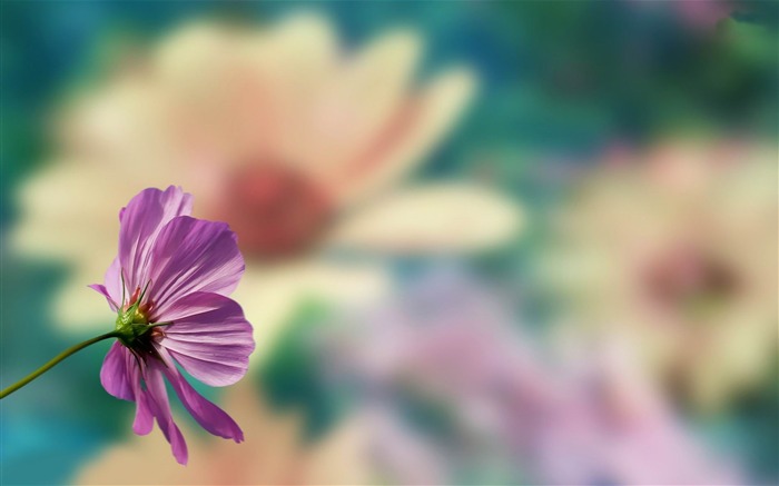 cosmos-papel de parede de fotografia de flores Visualizações:8912