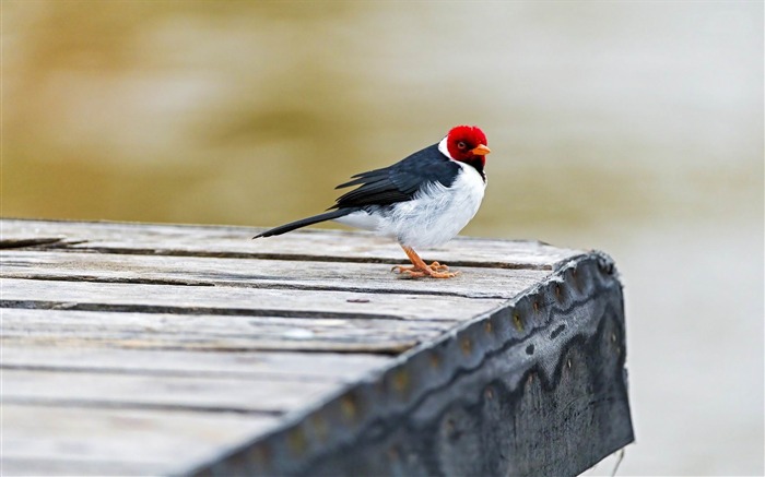 crested cardinal-ecological animal desktop wallpaper Views:8574 Date:2013/3/30 0:32:00