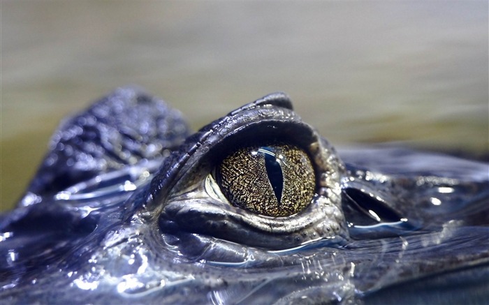 olhos de crocodilo perigosos - papel de parede HD animal Visualizações:14685