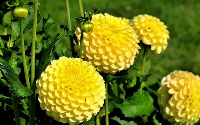 lit de fleurs de dahlias-fleurs photo HD fonds d'écran Vues:8845