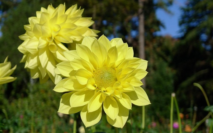 fleurs de dahlias-fleurs photo HD fonds d'écran Vues:9605