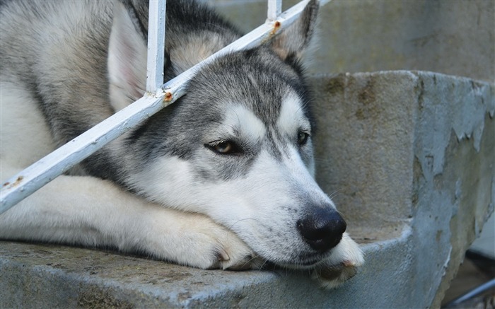 狗臉悲傷的視線 - 自然動物壁紙 查看次數:13250