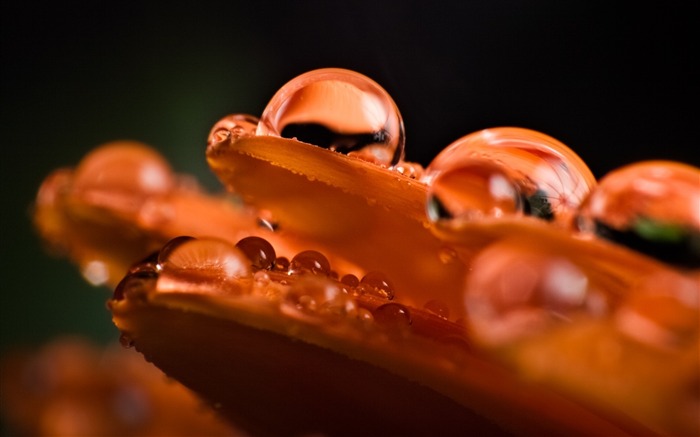 gotas de orvalho de pétalas grandes - flores de plantas papel de parede macro Visualizações:8734