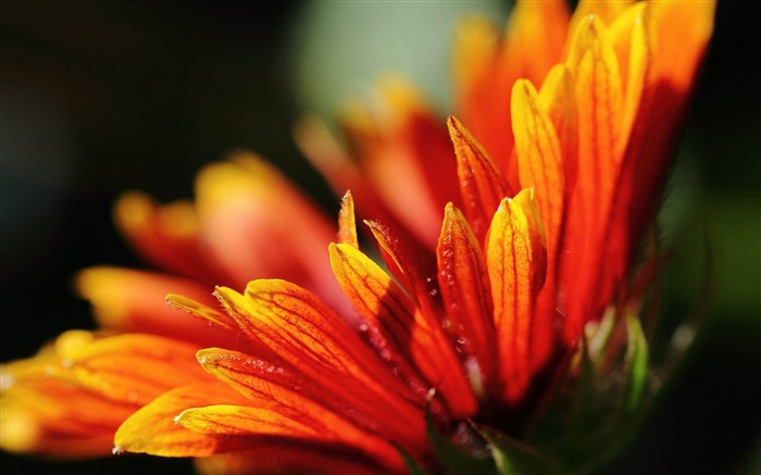 flor laranja-planta flores macro papel de parede Visualizações:9640