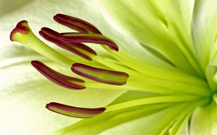 Papel de parede de flores da planta de Stamens-Plant Flowers Visualizações:8564