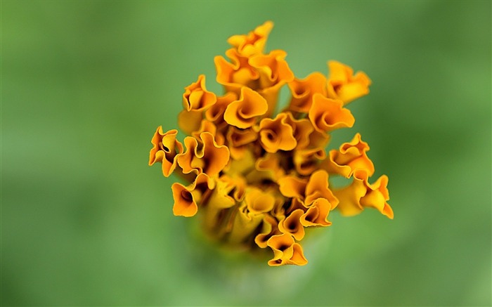 flores laranja-planta flores macro papel de parede Visualizações:8903