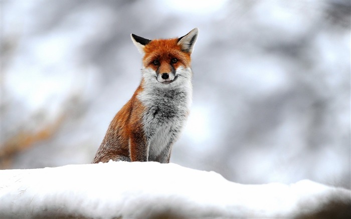 fox snow-Natural animal Wallpaper Views:13319 Date:2013/3/21 11:10:30