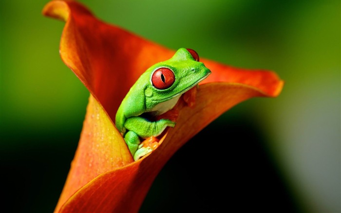 frog-ecological animal desktop wallpaper Views:11217 Date:2013/3/30 0:33:59