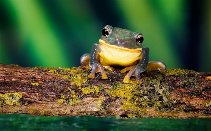 grenouille lumineuse-animalière naturel Fond d'écran Vues:13461