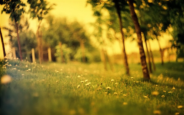 fleurs herbe estivales sur le terrain-Paysages naturels HD Fond d'écran Vues:21488