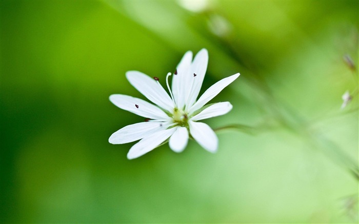 Flores de plantas Fotografia macro Papel de parede da área de trabalho Visualizações:29992