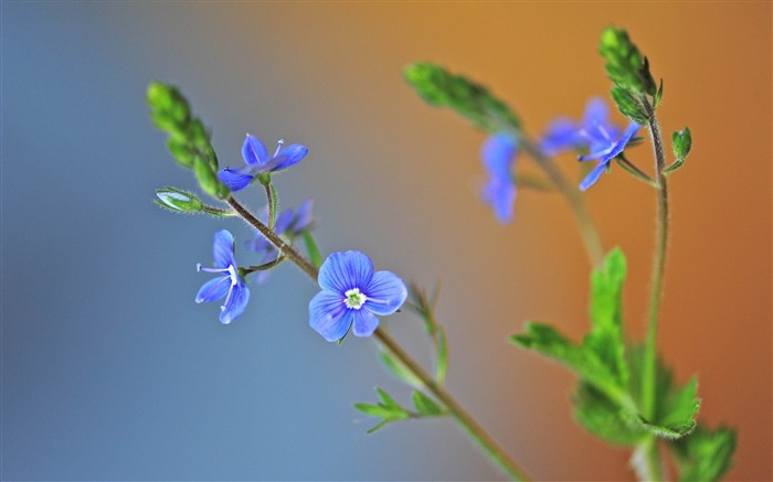 pétalas de grama folhas de ervas-planta flores macro papel de parede Visualizações:9450