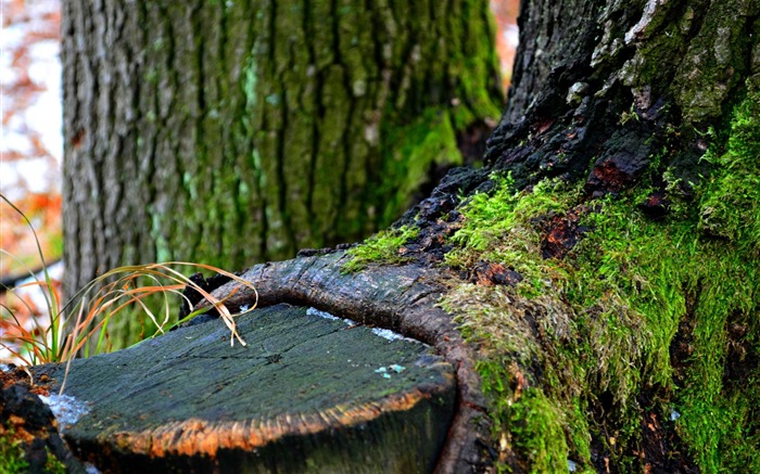 hiver arbre vert-Paysages naturels HD Fond d'écran Vues:10409