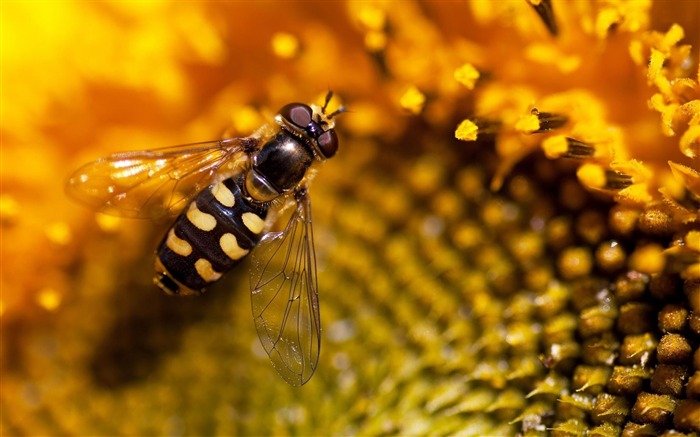 hoverfly-ecological animal desktop wallpaper Views:8176 Date:2013/3/30 0:36:19