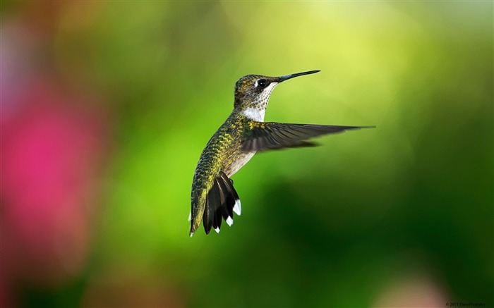 hummingbird bird-Natural animal Wallpaper Views:9724 Date:2013/3/21 11:12:49