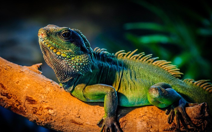 Papéis de parede iguana-Animal World HD Visualizações:10133