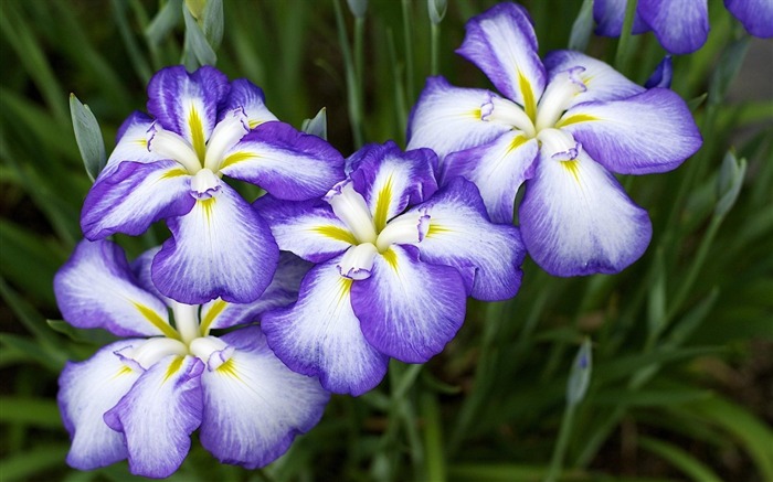 fleurs d'iris-fleurs photo HD fonds d'écran Vues:15534