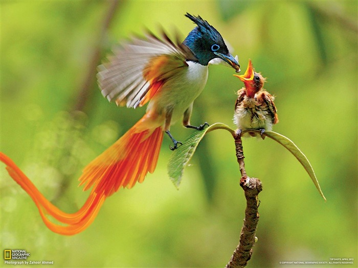 kahar asian paradise flycatcher-National Geographic wallpaper Views:50884 Date:2013/3/24 20:48:12