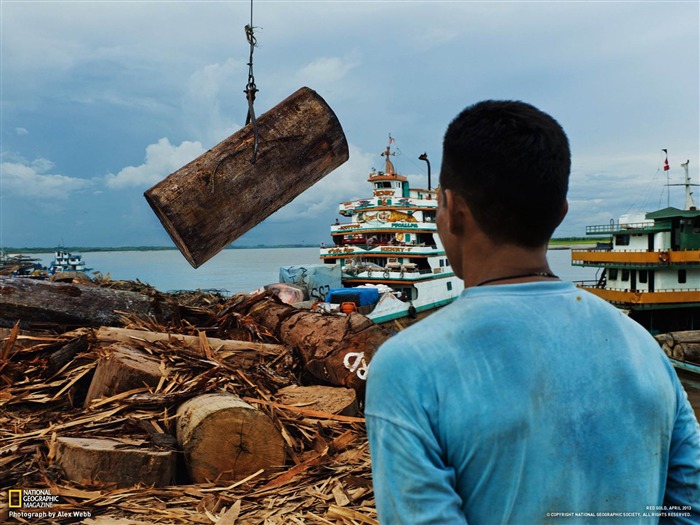 kapok log dangles ucayali river-National Geographic wallpaper Views:8672 Date:2013/3/24 20:52:18