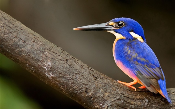 martin-pêcheur oiseau-animalière naturel Fond d'écran Vues:9886