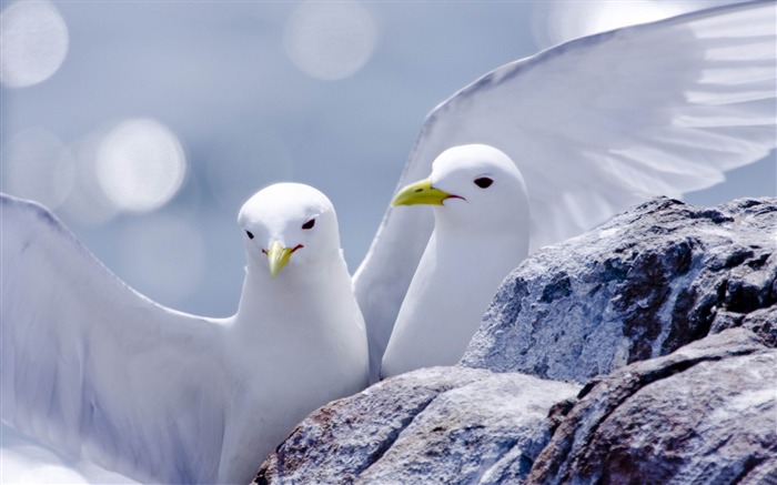 wallpaper Kittiwakes-Animal World HD Visualizações:8519