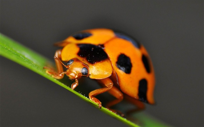 ladybug-ecological animal desktop wallpapers Views:9155 Date:2013/3/30 0:39:58