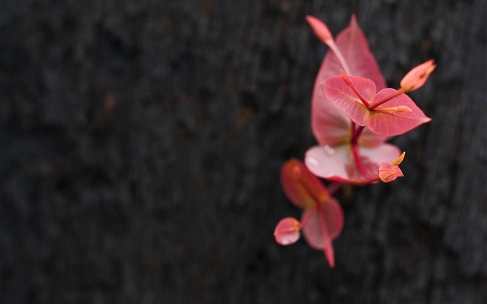 葉-植物の花マクロ壁紙 ブラウズ:7829