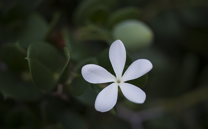 草の葉-植物の花マクロ壁紙 ブラウズ:8125