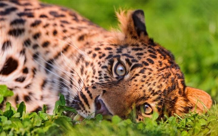 le visage de léopard-animalière naturel Fond d'écran Vues:9130