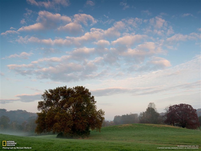 lone sycamore tree woodlawn-National Geographic wallpaper Views:11362 Date:2013/3/24 20:51:10