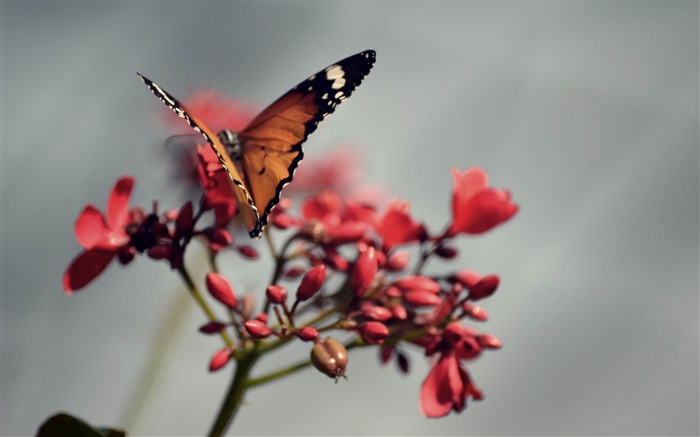 Papéis de parede laranja Butterfly-Animal World HD Visualizações:7240