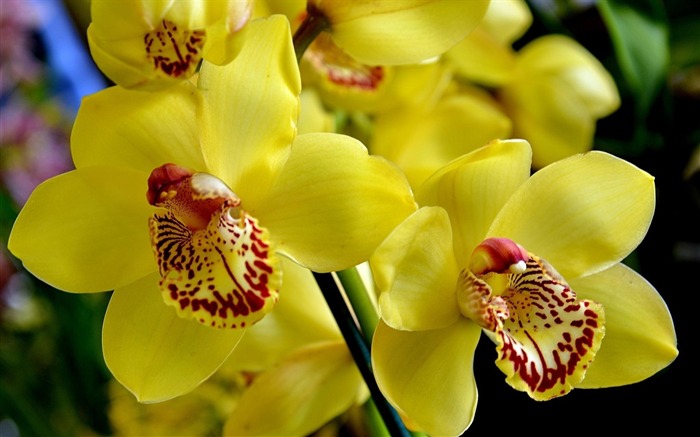 orchid flower-flowers photography HD Wallpaper Views:11011 Date:2013/3/22 8:43:45