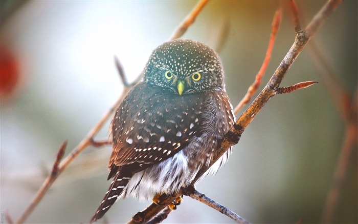 hibou oiseau-animalière naturel Fond d'écran Vues:9201