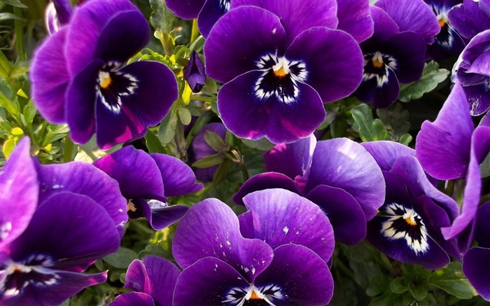 pansies flowers-flowers photography HD Wallpaper Views:11864 Date:2013/3/22 8:44:25