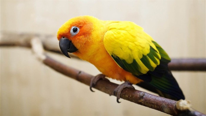 parrot-ecological animal desktop wallpapers Views:9788 Date:2013/3/30 0:41:07