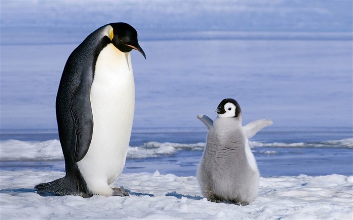 penguin-ecological animal desktop wallpapers Views:30307 Date:2013/3/30 0:42:24