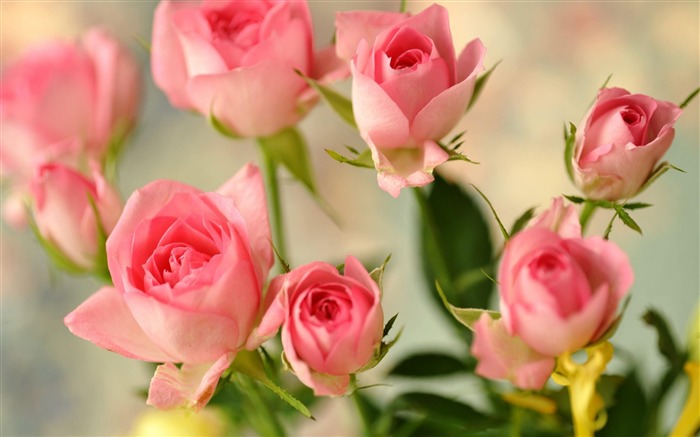 pink rose-flowers photography HD Wallpaper Views:12321 Date:2013/3/22 8:45:59