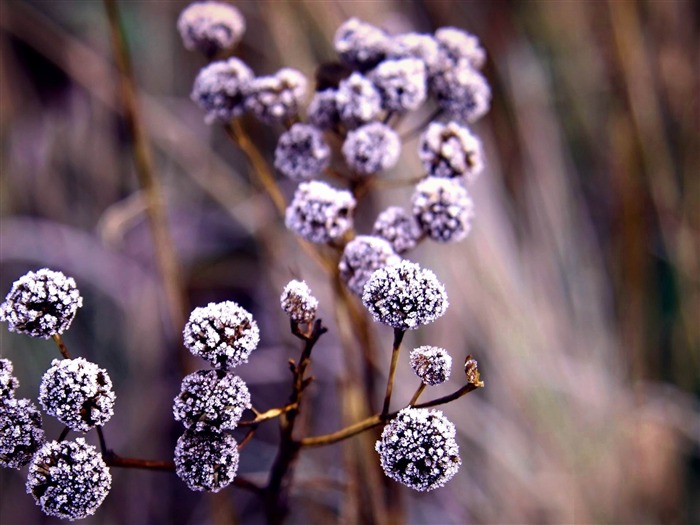 Plantas das ramos Frost-Plant flowers macro Wallpaper Visualizações:7944