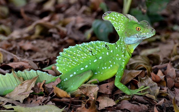 plumed basilisk-ecological animal desktop wallpapers Views:12969 Date:2013/3/30 0:43:22