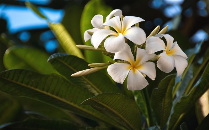 plumeria flowers-flowers photography HD Wallpaper Views:10092 Date:2013/3/22 8:45:09