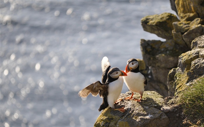 ツノメドリの鳥-自然動物写真撮影壁紙 ブラウズ:8687