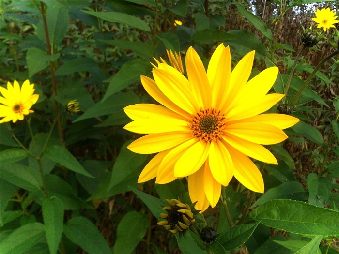 rudbeckia flower-flowers photography HD Wallpaper Views:8870 Date:2013/3/22 8:49:27