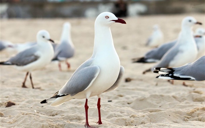 seagull-ecological animal desktop wallpapers Views:8637 Date:2013/3/30 0:44:14