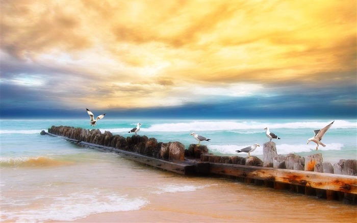 seagulls logs birds coast sea-Natural scenery HD wallpaper Views:8761 Date:2013/3/19 0:34:16