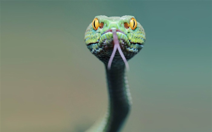 Língua da cara da cobra - Papel de parede HD animal Visualizações:18271