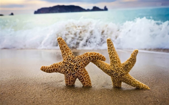 starfish couple-ecological animal desktop wallpapers Views:9829 Date:2013/3/30 0:46:18